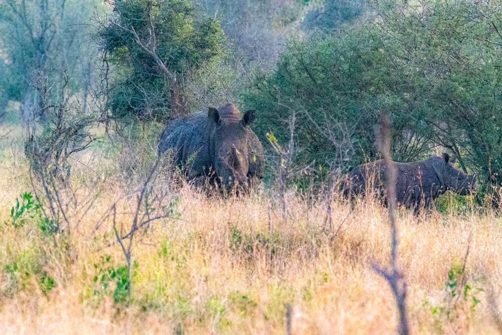 African safari Kruger National Park rhino