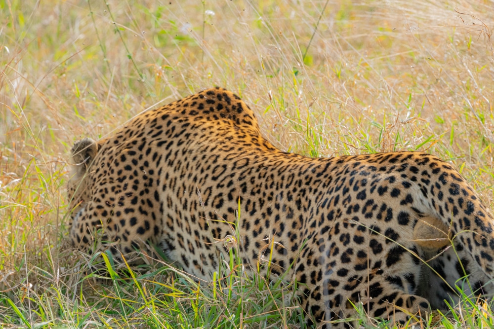 African safari Kruger National Park leopard