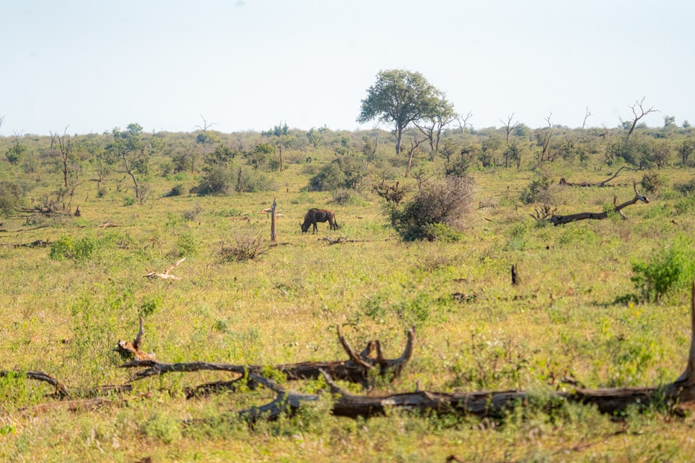 Wildebeest Kruger