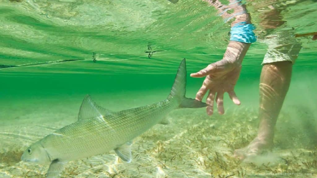 Bonefish fishing Bahamas