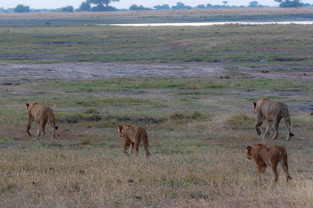 Lion hunt Botswana