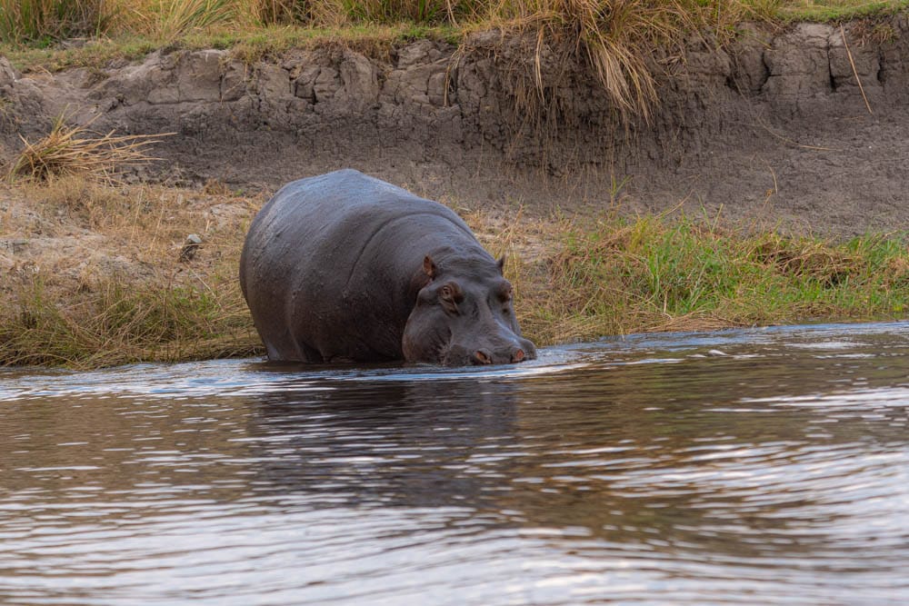 Hippo Chobe National Park