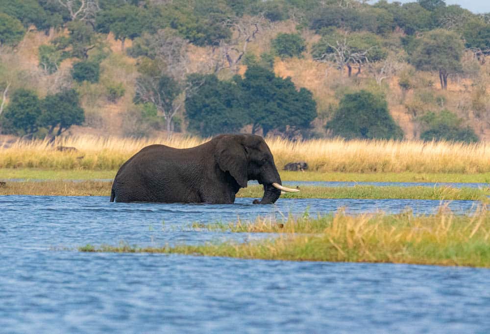 Elephant Chobe River Botswana