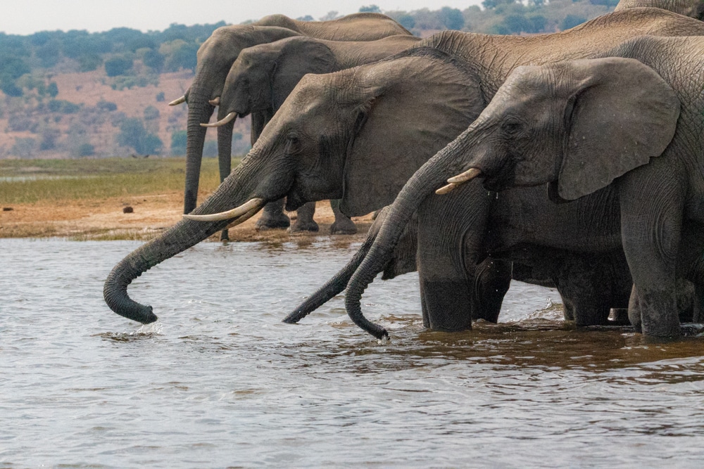 Chobe National Park elephants