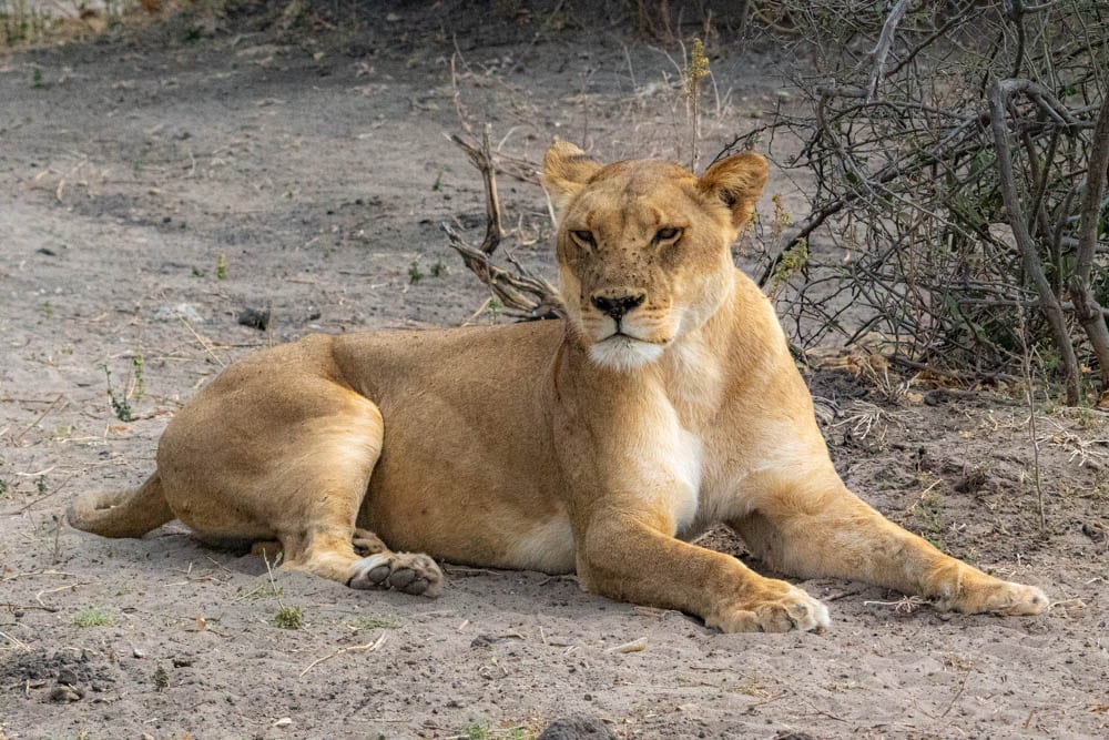 Female lion Chobe National Park
