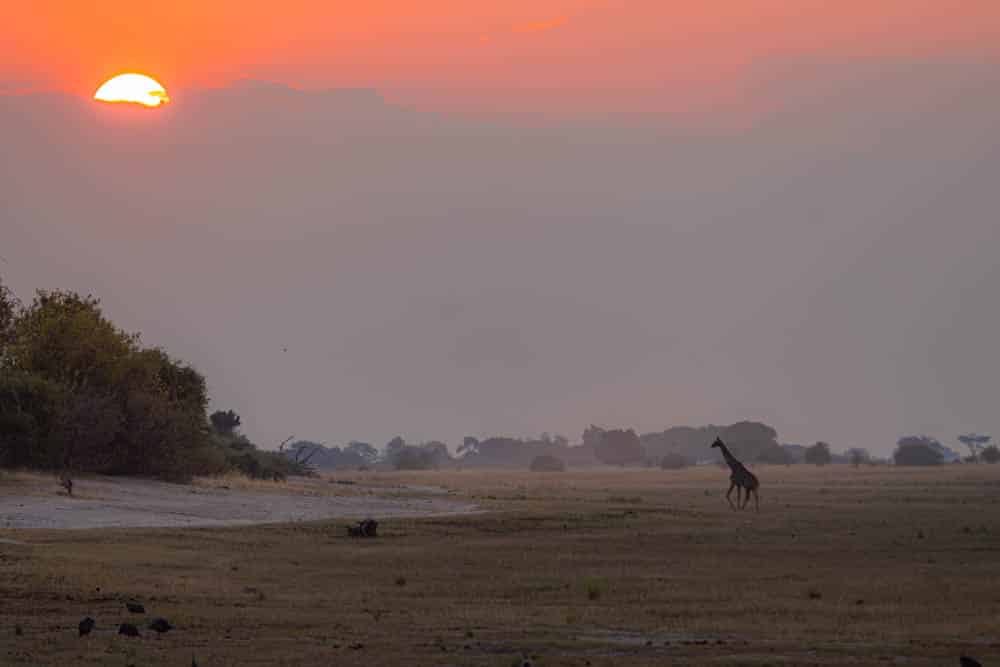 Giraffe sunset Chobe