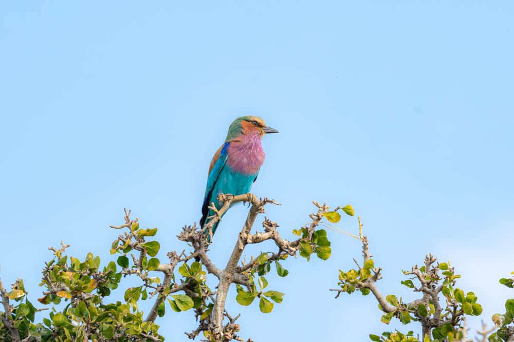 lilac breasted roller Chobe