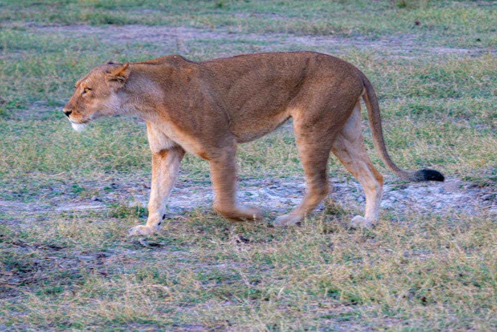 Hunting lion Botswana