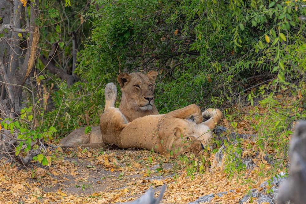 sleepy lion Chobe