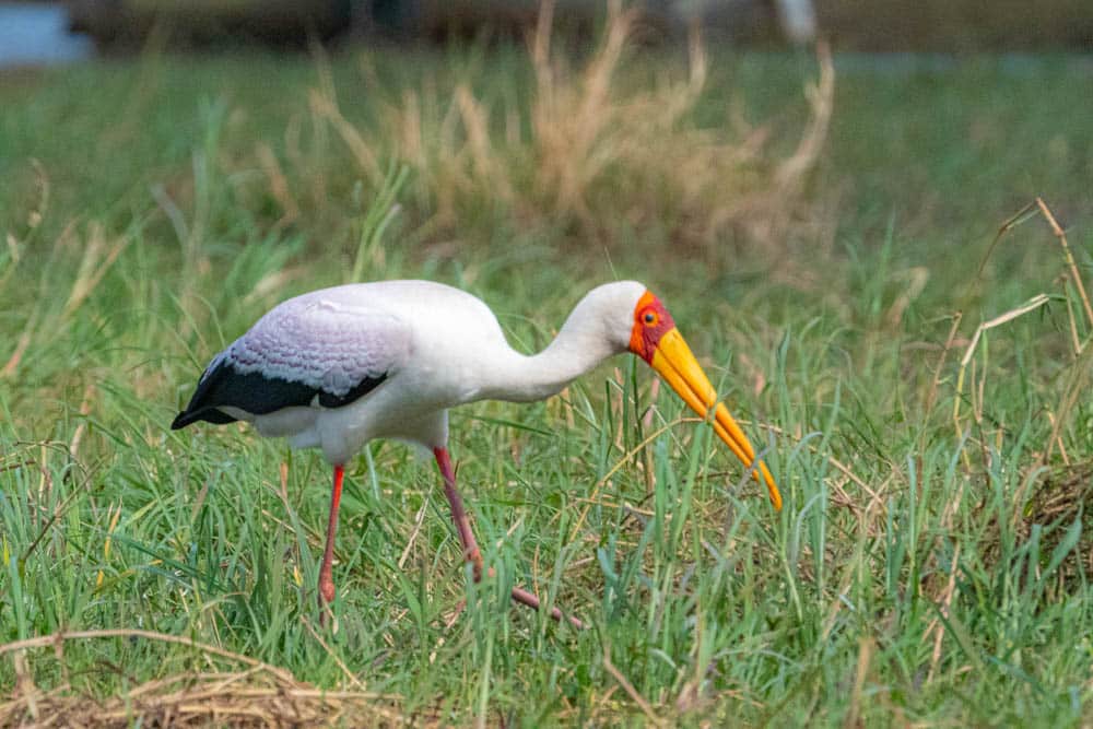 yellow-billed stork Botswana