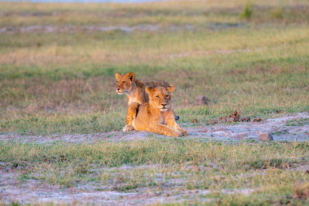 Young lions Botswana