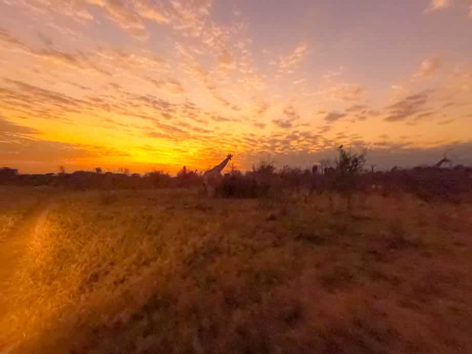 Giraffe sunset Chobe