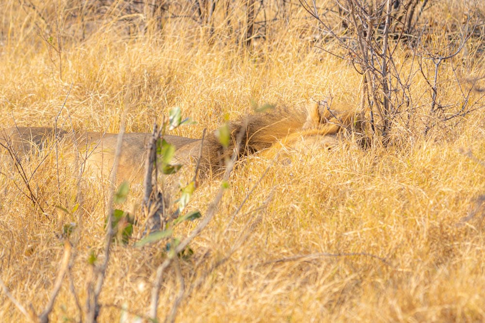 Sleepy lion Botswana