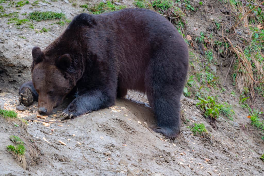 Big Romanian brown bear