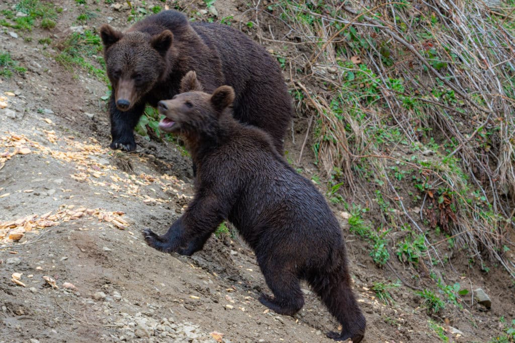 Romania bear cub