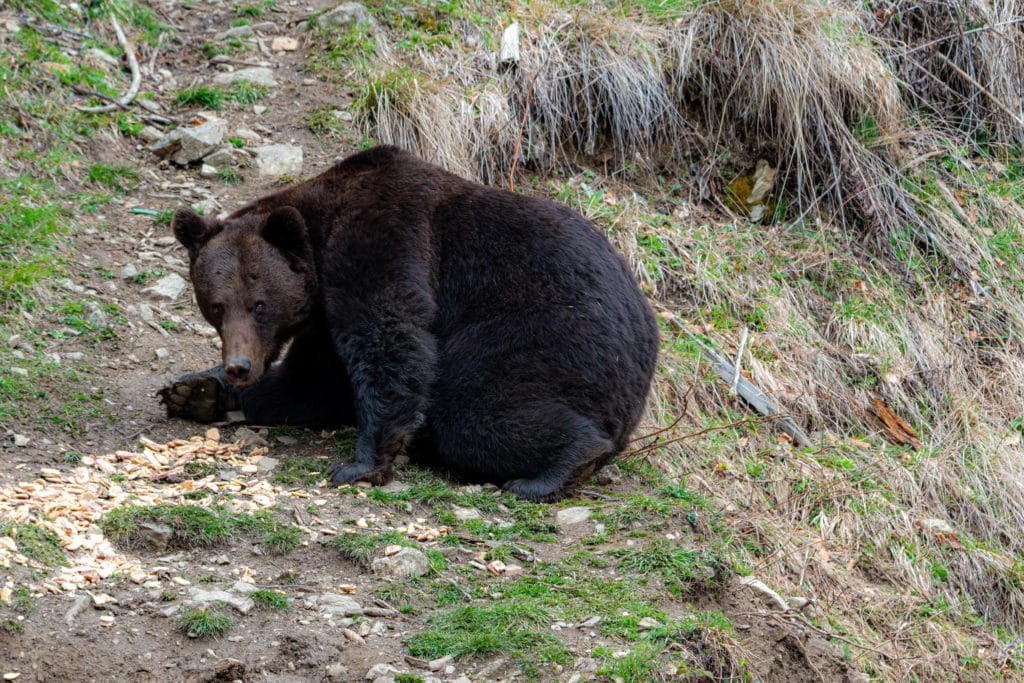 Romania Eurasian brown bear