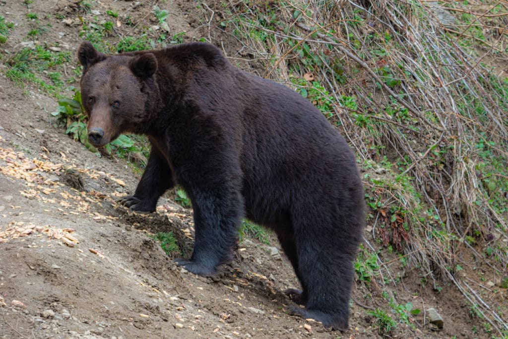 Romania bear tour