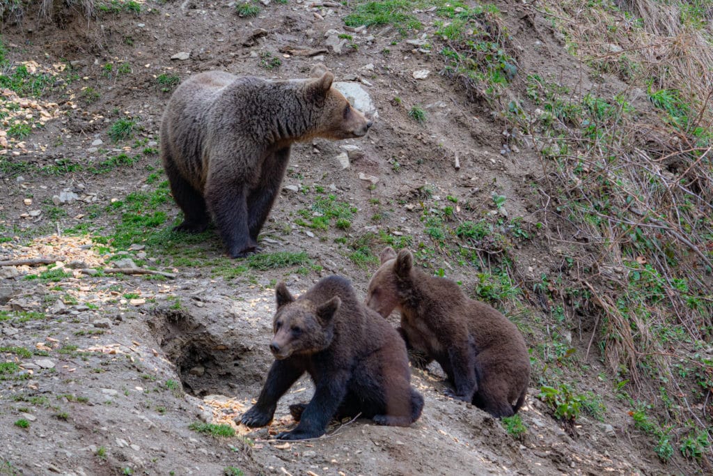 Romania bear tour