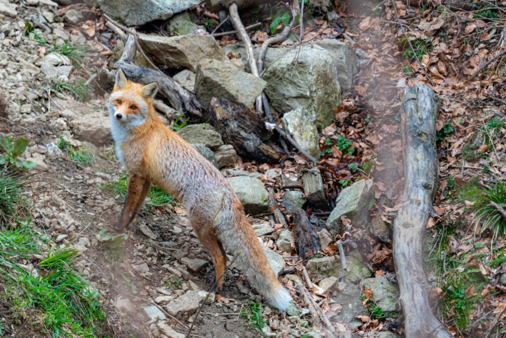 Red fox Romania