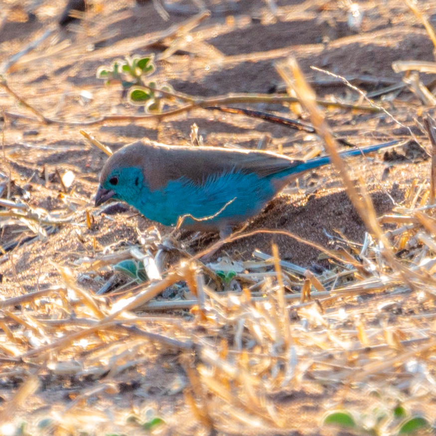 Blue waxbill birds in Chobe National Park