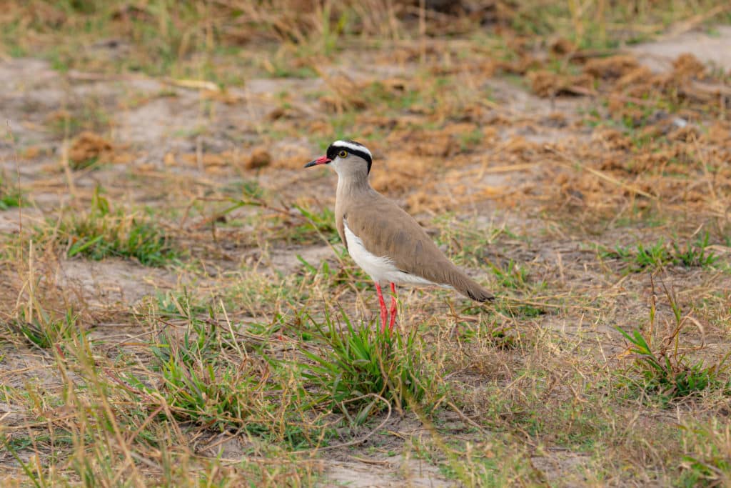 Crowned lapwing Chobe National Park