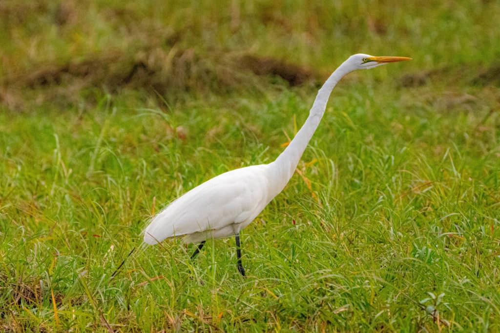 Great white egret Chobe National Park