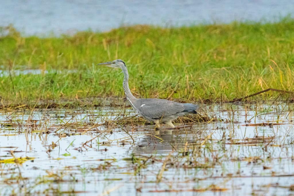 Gray heron Chobe National Park