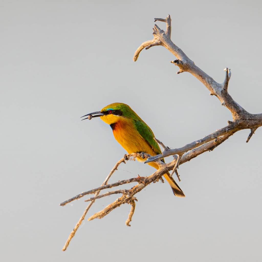 Birds in Chobe National Park little bee-eater