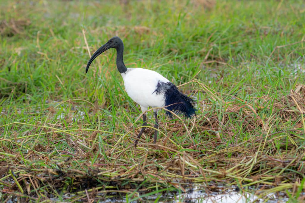Birds in Chobe National Park sacred ibis