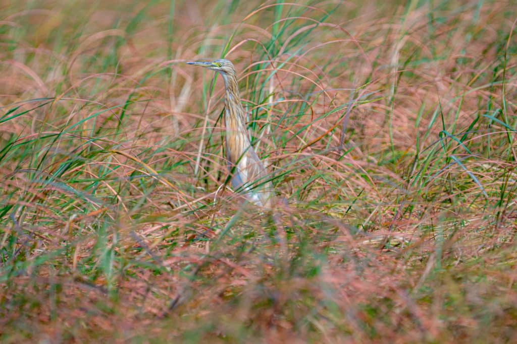 Squacco heron Birds in Chobe National Park