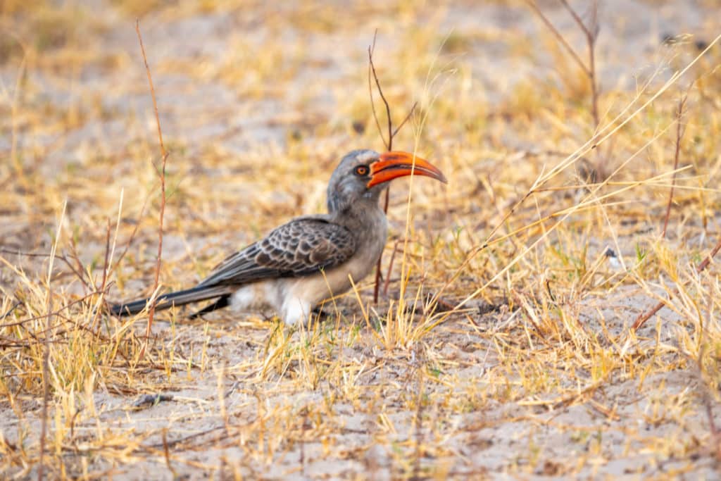 Southern red-billed hornbill Chobe National Park