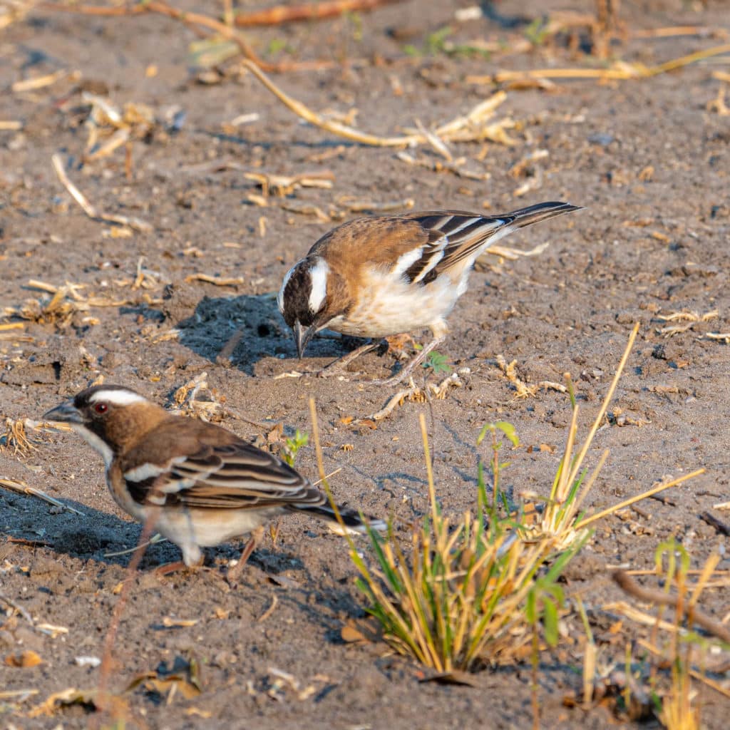 White-browed sparrow-weaver birds in Chobe National Park
