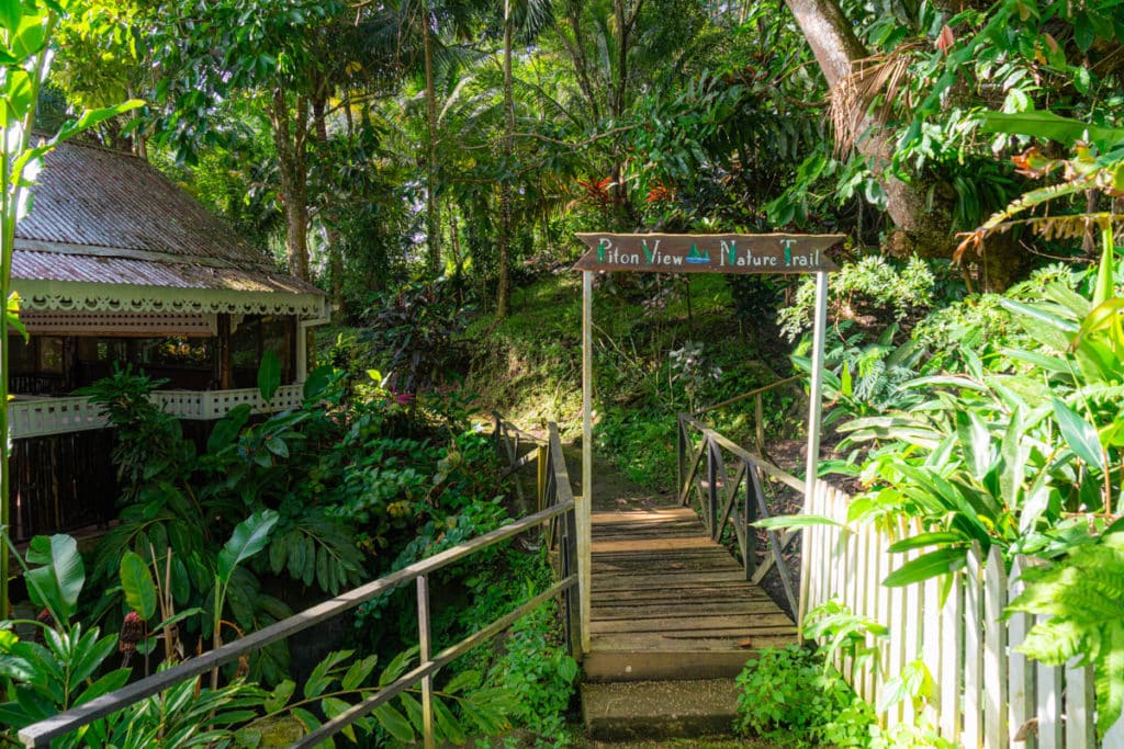 Piton Nature Trail Saint Lucia