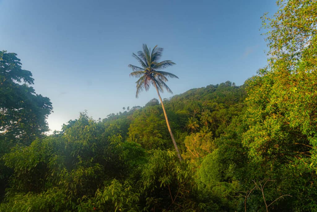 Saint Lucia rainforest