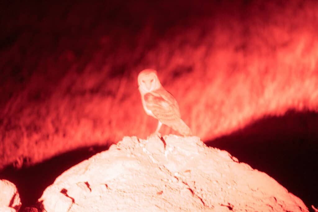 barn owl Etosha National Park