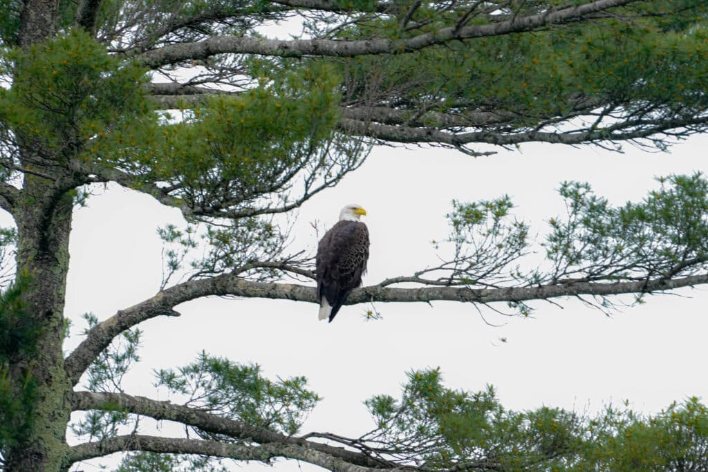 Bald eagle