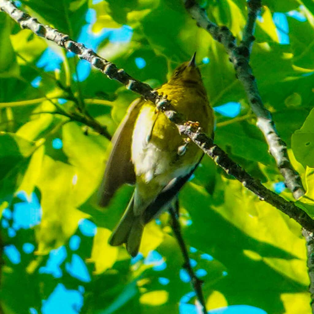 Pine warbler