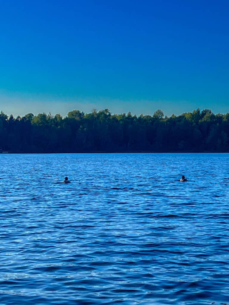 Common loons Wisconsin