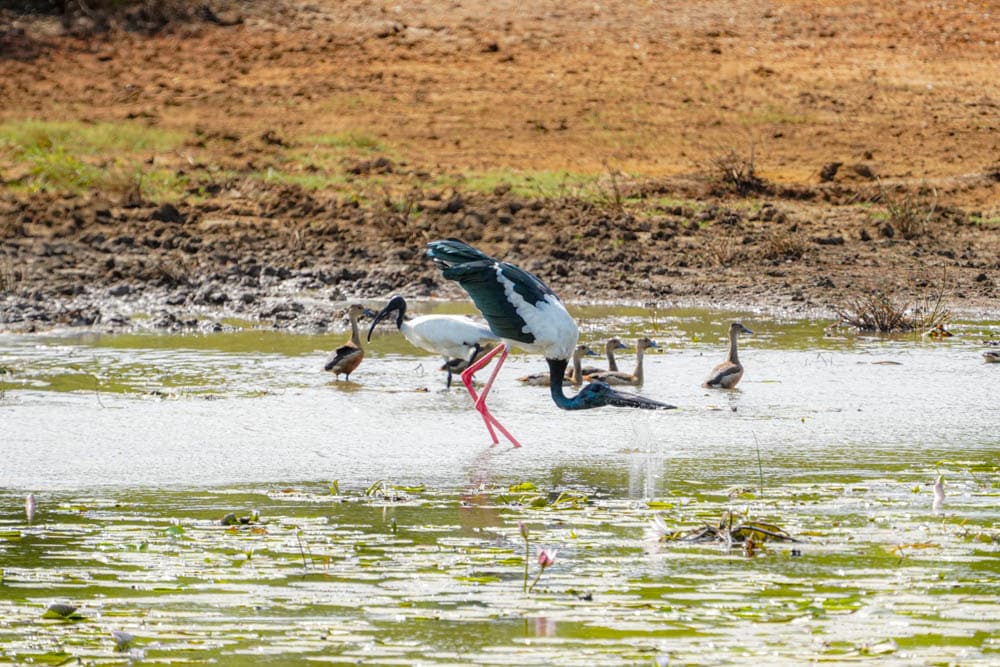 Black-necked stork