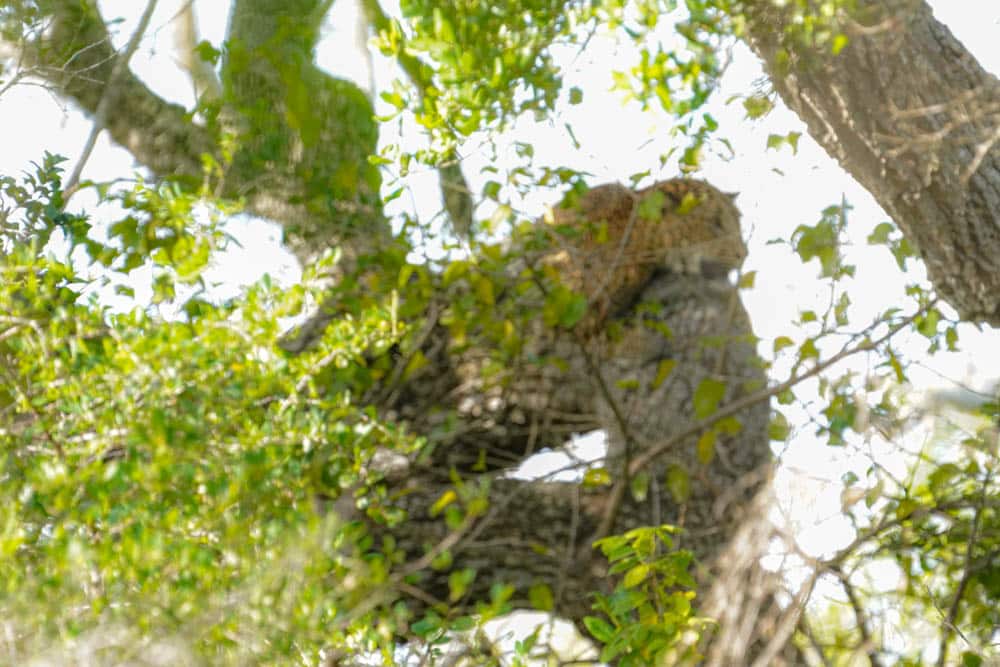 leopard tree Sri Lanka