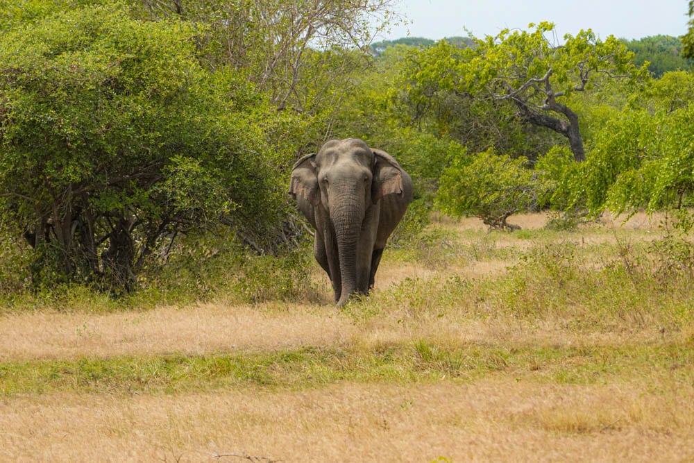 Sri Lanka elephant