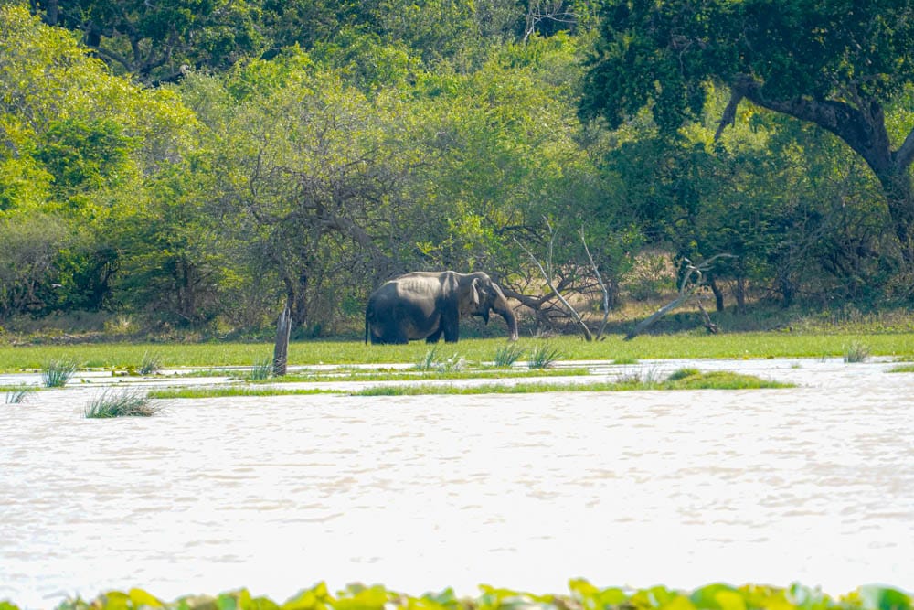 Elephant Yala National Park safari