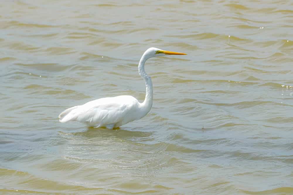 Sri Lanka great egret