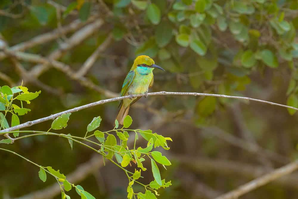 Green bee eater Sri Lanka