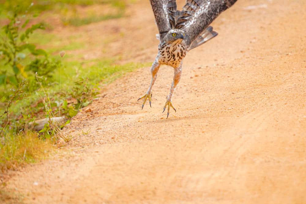 Sri Lanka birds of prey