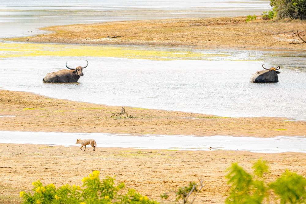 Yala National Park Sri Lanka