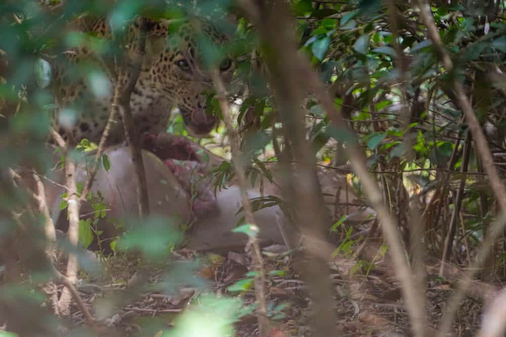 Wilpattu National Park leopard