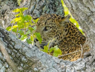 Sri Lanka leopard