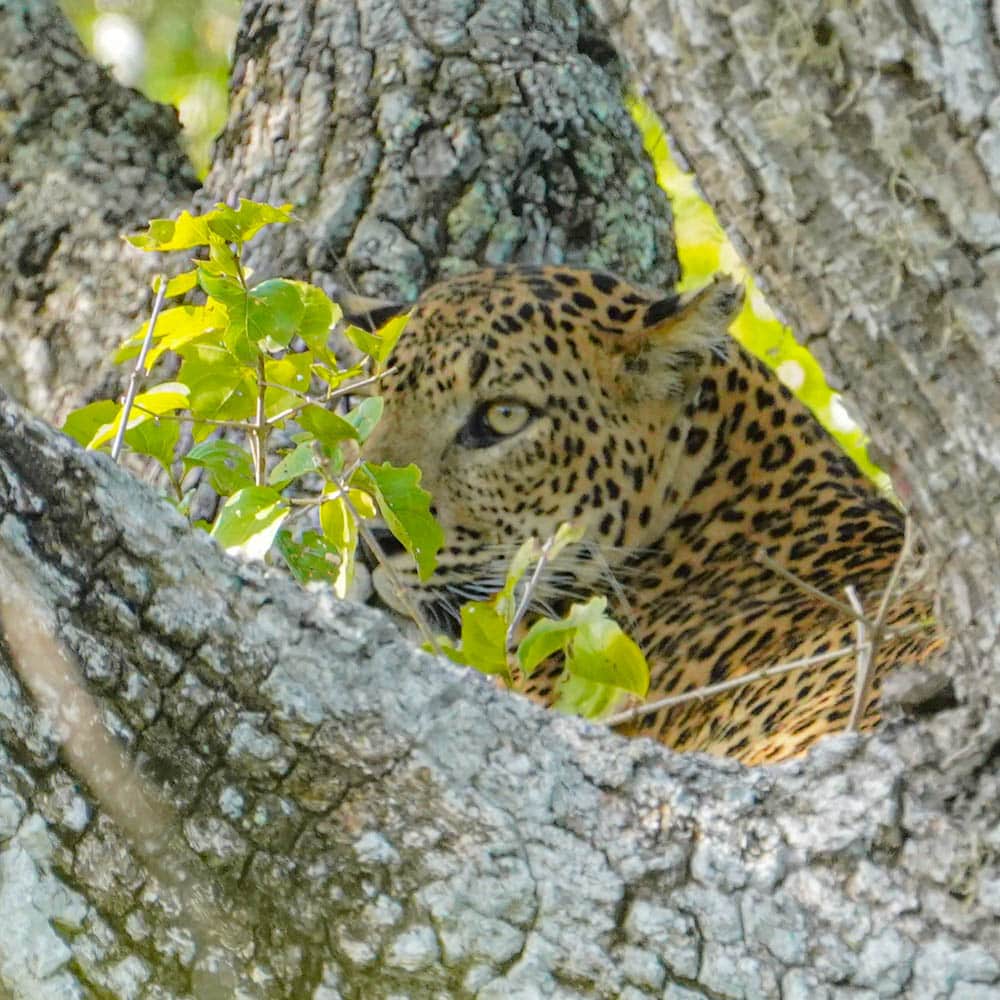 Sri Lanka leopard