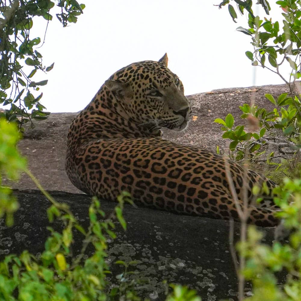 Leopard rock Yala